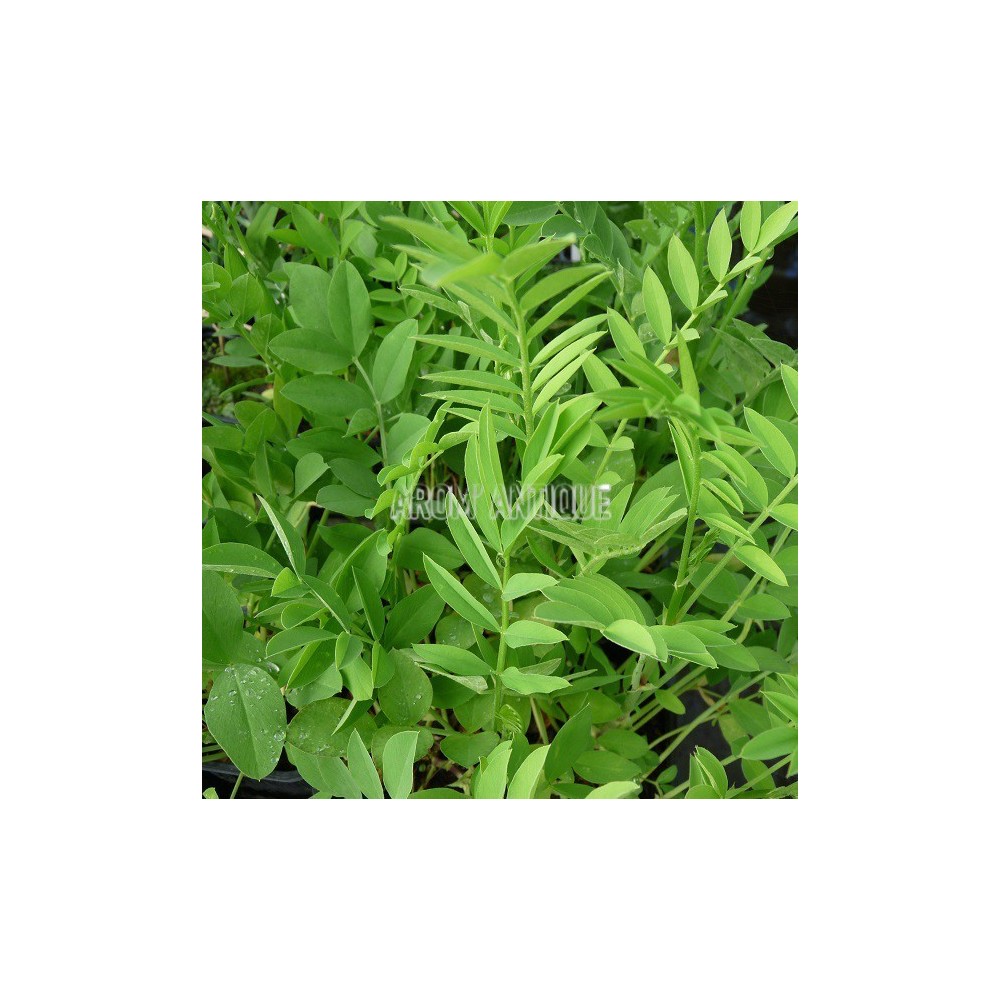 Rue de chèvre, galega officinalis, Arom'antique, aromatiques bio.