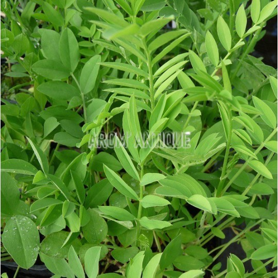 Rue de chèvre, galega officinalis, Arom'antique, aromatiques bio.