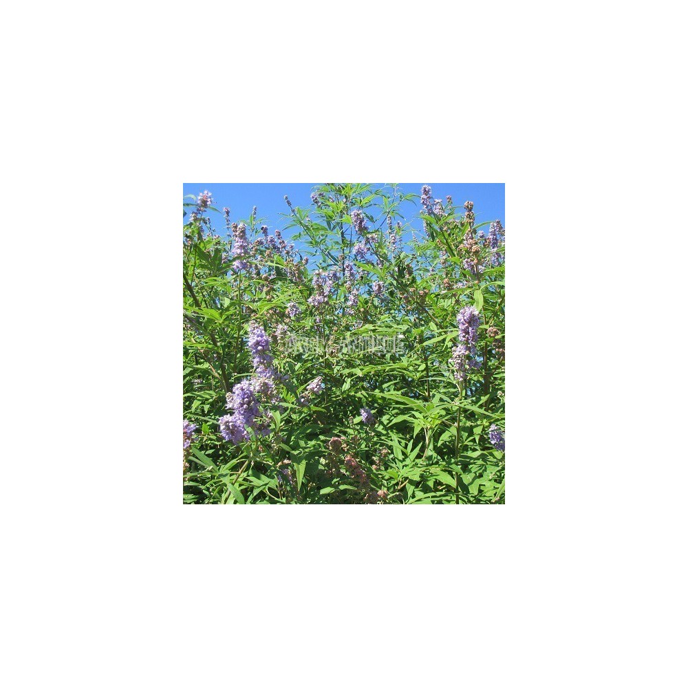 fake hanging plants 3-Pack Artificial Cottonwood Hanging Vines 3ft