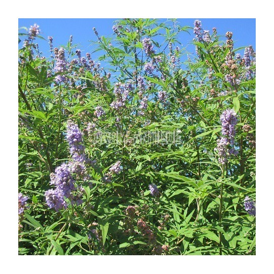 Poivre des moines, gattilier, Vitex agnus-castus, Arom'antique.