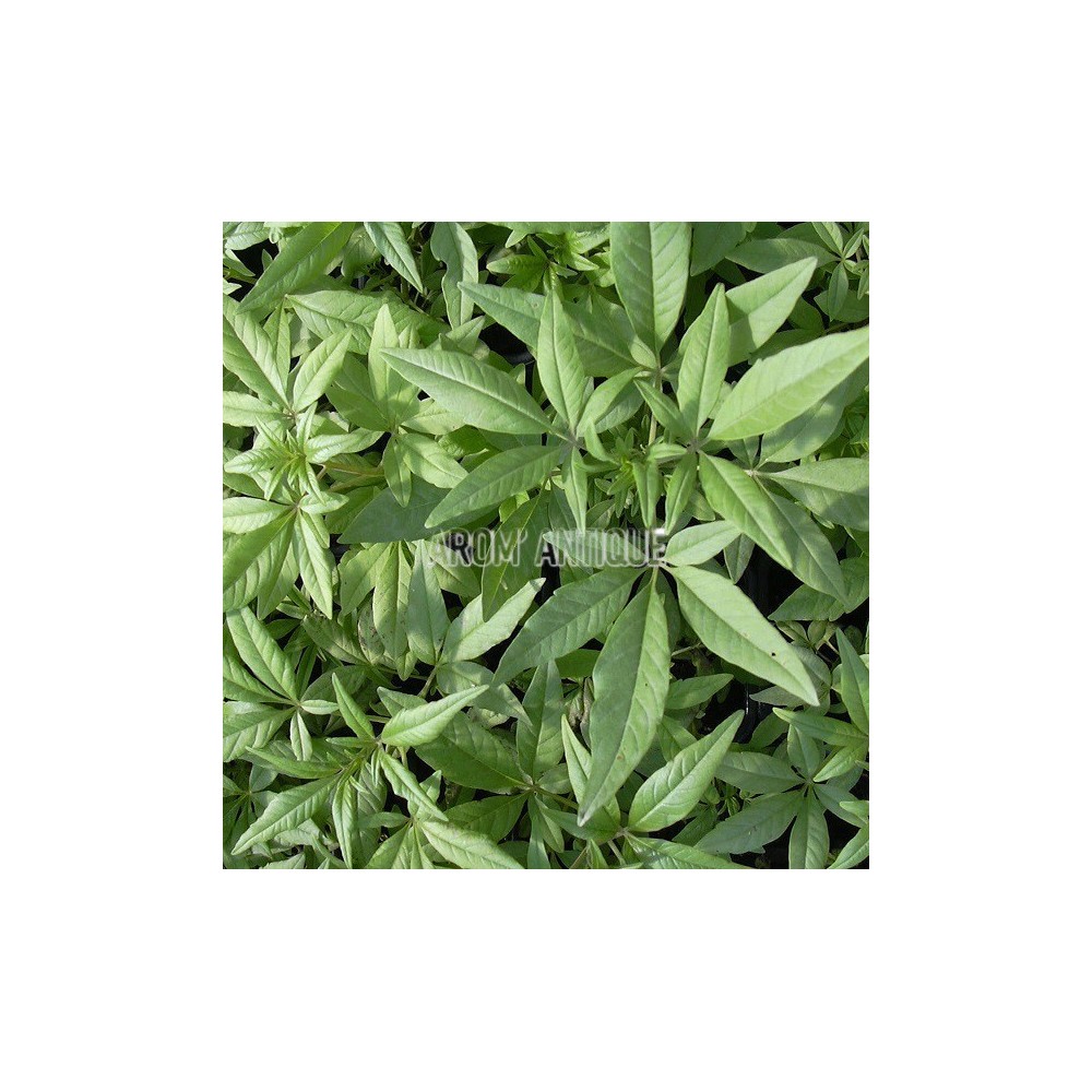 Poivre des moines, gattilier, Vitex agnus-castus, Arom'antique.