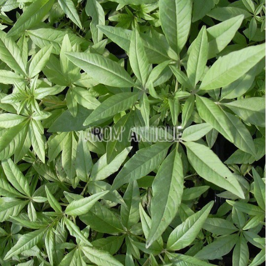 Poivre des moines, gattilier, Vitex agnus-castus, Arom'antique.