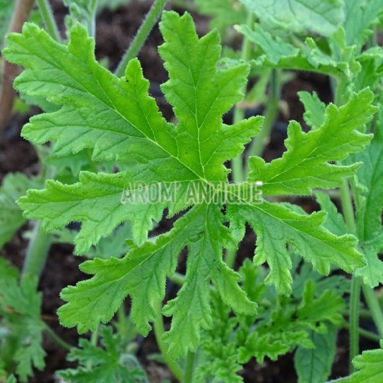 Géranium rosat, Pelargonium asperum, Arom'antique, aromatiques bio.