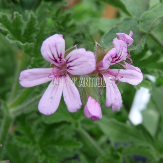 Géranium rosat, Pelargonium asperum, Arom'antique, aromatiques bio.