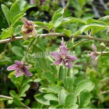 Goji, lyciet, Lycium barbarum,  Arom'antique, 450 aromatiques bio. 2