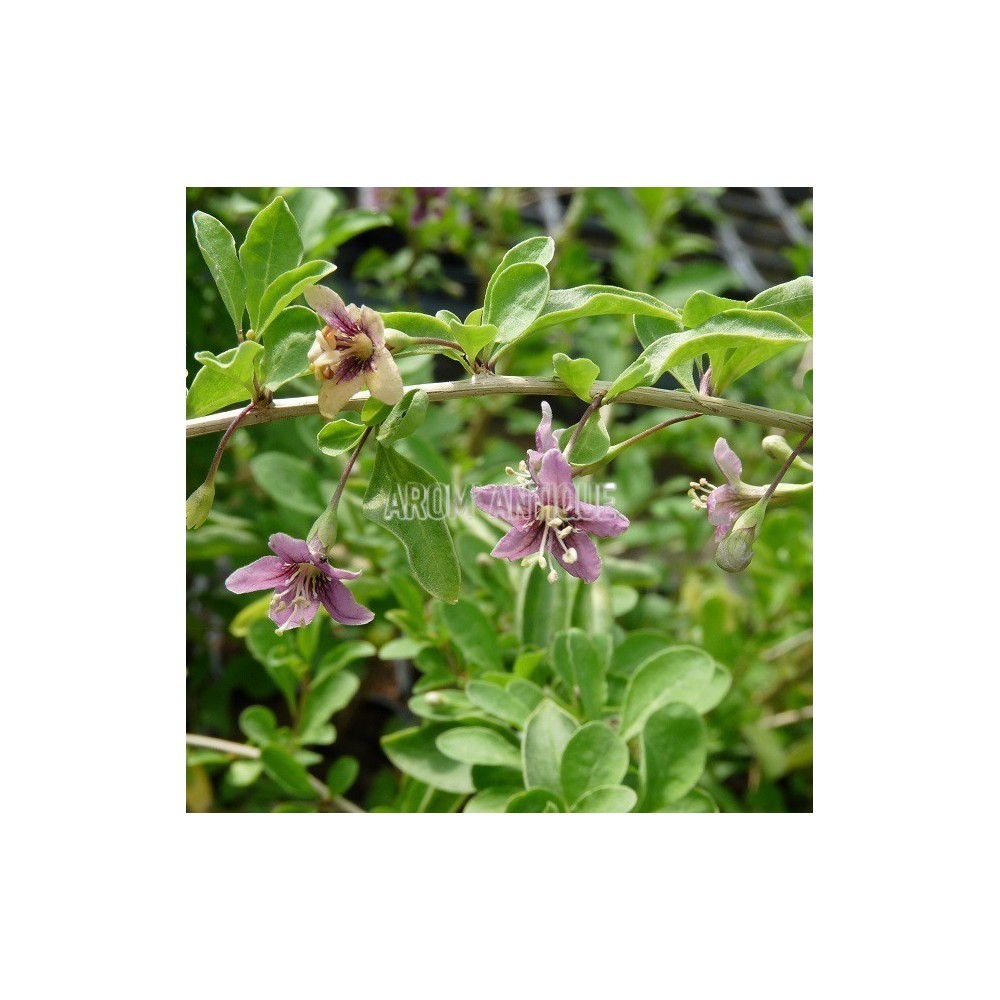 Goji, lyciet, Lycium barbarum,  Arom'antique, 450 aromatiques bio.