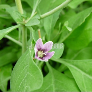 Goji, lyciet, Lycium barbarum,  Arom'antique, 450 aromatiques bio.