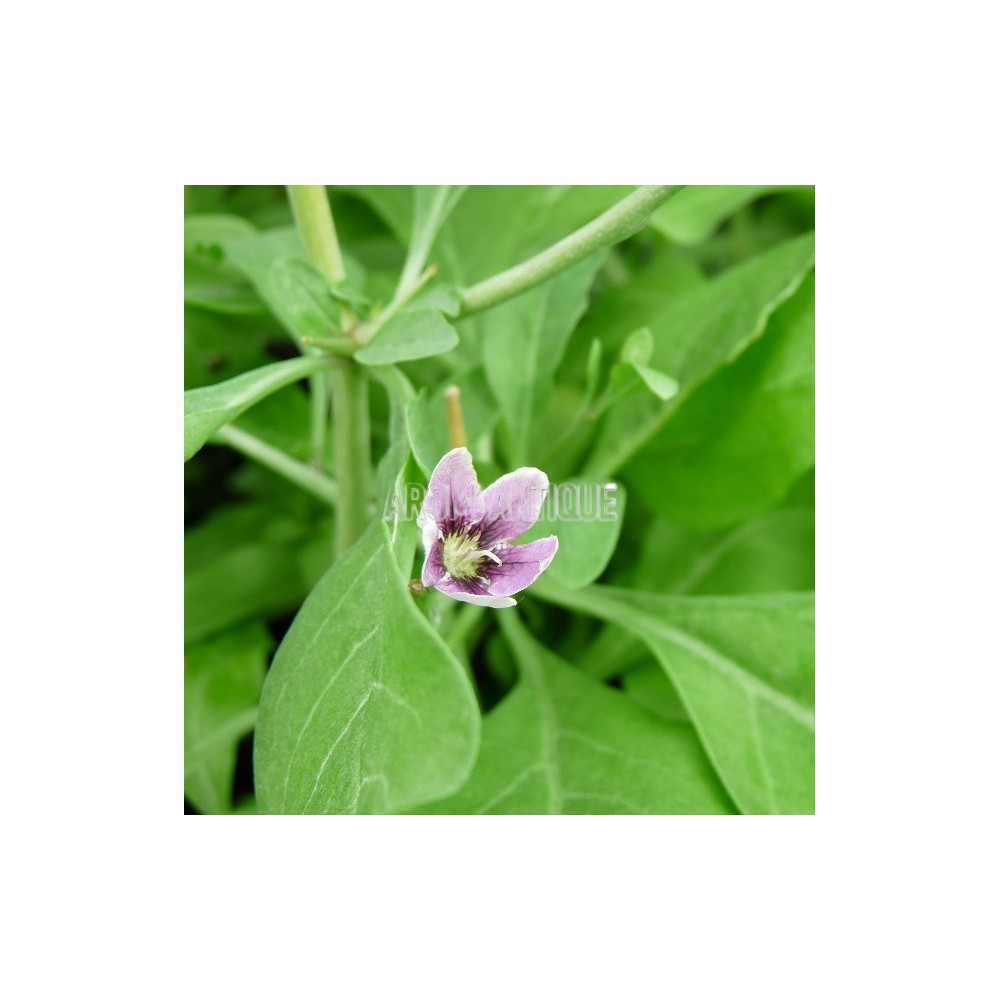 Goji, lyciet, Lycium barbarum,  Arom'antique, 450 aromatiques bio.