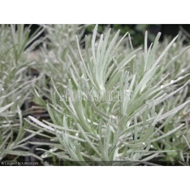 Helichrysum 'Miel et curry'. Immortelle miel et curry, Arom'antique. 2