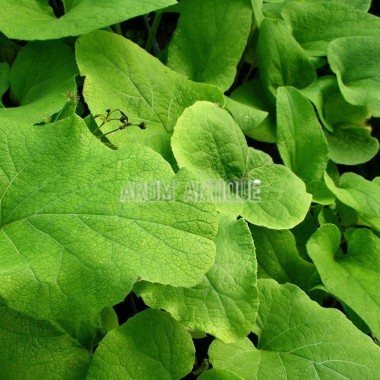 Bardane, Arctium lappa, Arom'antique, 450 plantes aromatiques bio. 2