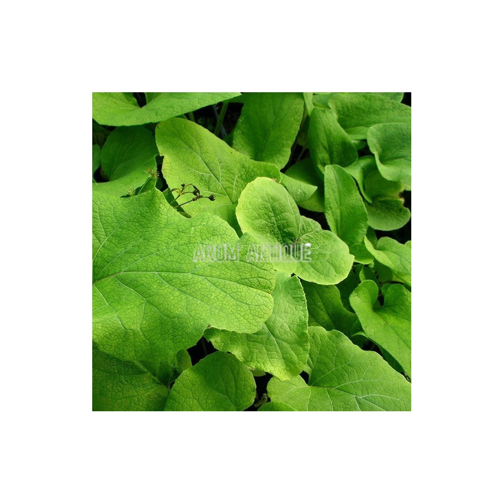 Bardane, Arctium lappa, Arom'antique, 450 plantes aromatiques bio.