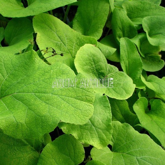 Bardane, Arctium lappa, Arom'antique, 450 plantes aromatiques bio.