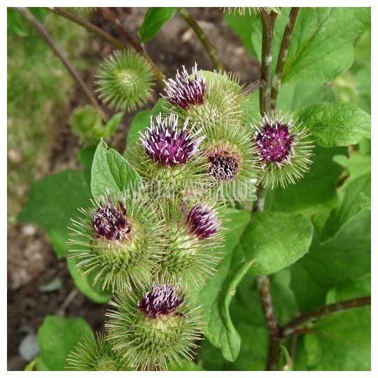 Bardane, Arctium lappa, Arom'antique, 450 plantes aromatiques bio.