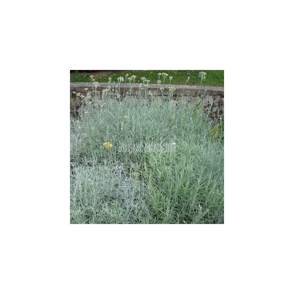 Herbe à curry bio, helichrysum italicum, Arom'antique, 500 aromatiques
