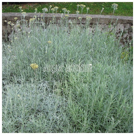 Herbe à curry bio, helichrysum italicum, Arom'antique, 500 aromatiques