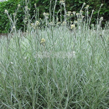 Herbe à curry bio, helichrysum italicum, Arom'antique, 500 aromatiques 2