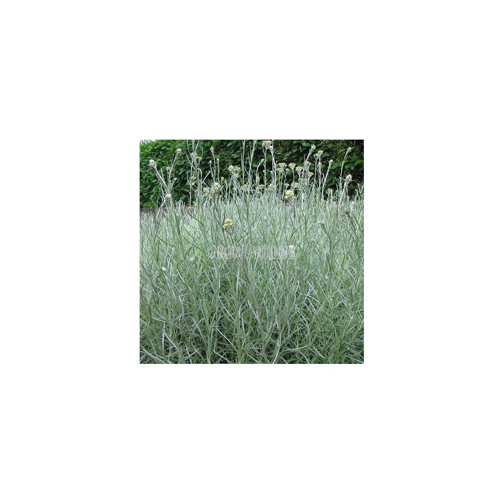 Herbe  curry bio, helichrysum italicum, Arom'antique, 500 aromatiques
