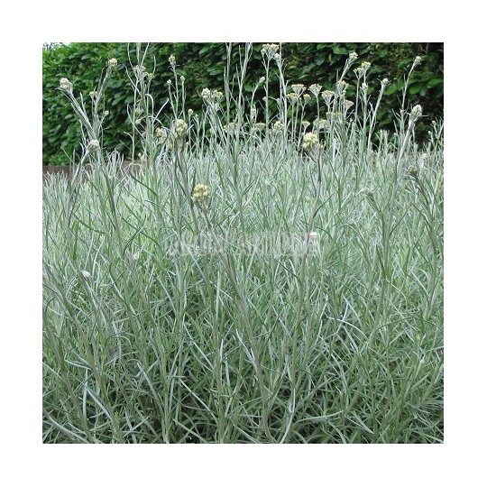 feverfew planting Feverfew Tetra White  Floret Library