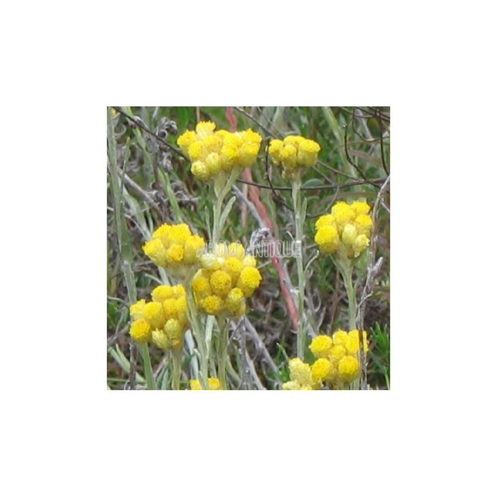 Herbe à curry bio, helichrysum italicum, Arom'antique, 500 aromatiques