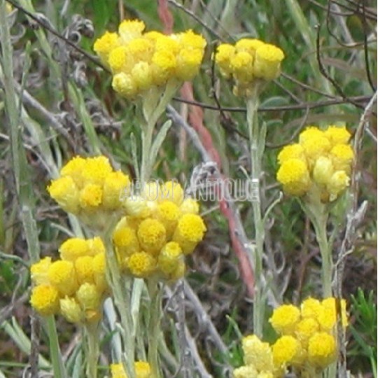 Herbe à curry bio, helichrysum italicum, Arom'antique, 500 aromatiques