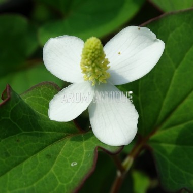 Poivre de Chine, Houttuynia cordata, Coriandre des bois, Arom'antique. 2