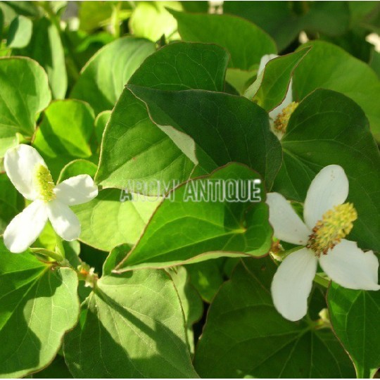 Poivre de Chine, Houttuynia cordata, Coriandre des bois, Arom'antique.