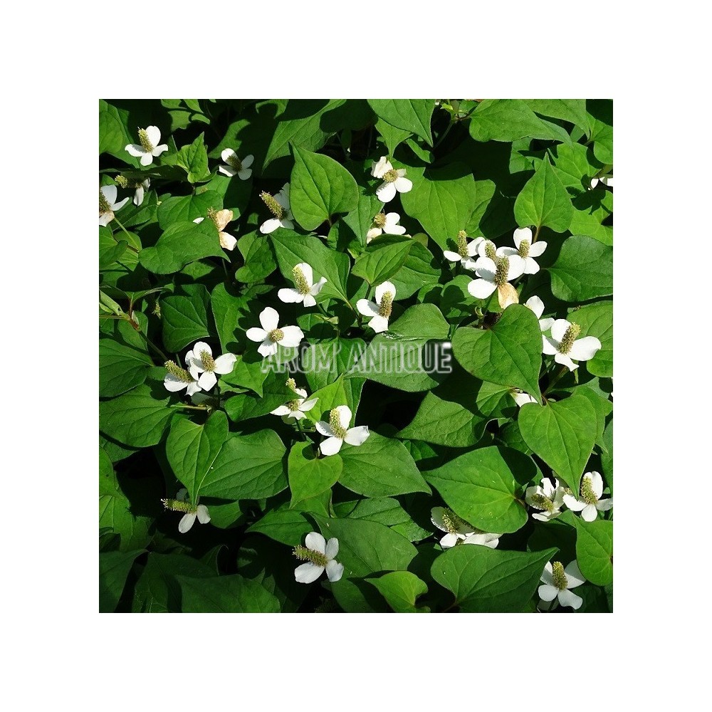 Poivre de Chine, Houttuynia cordata, Coriandre des bois, Arom'antique.