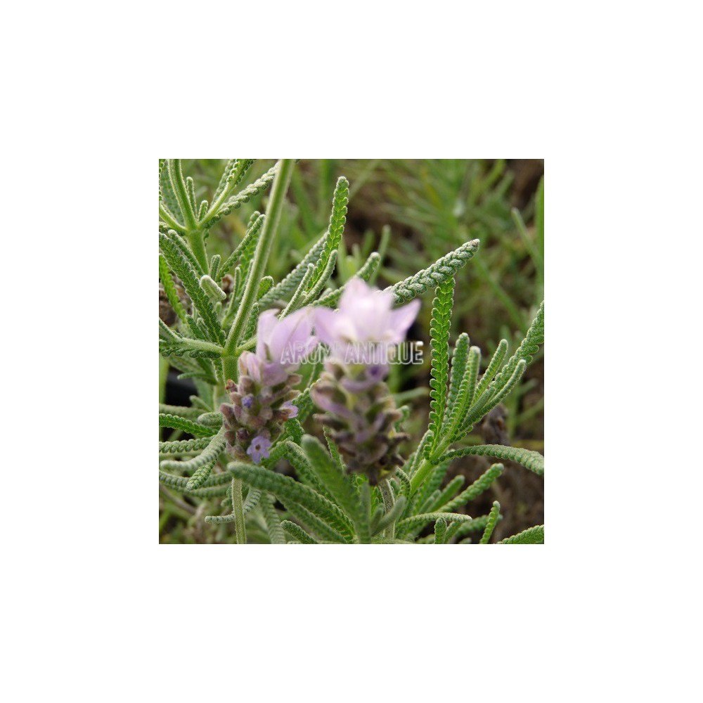 Fleurs en gros plan de lavande anglaise