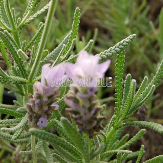 Fleurs en gros plan de lavande anglaise