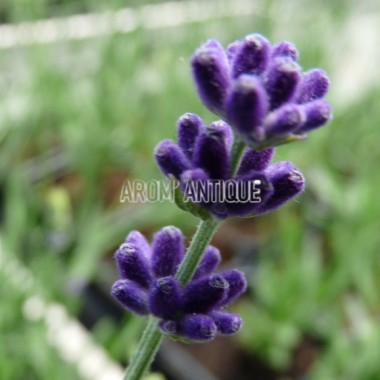 Lavande Hidcote Bio