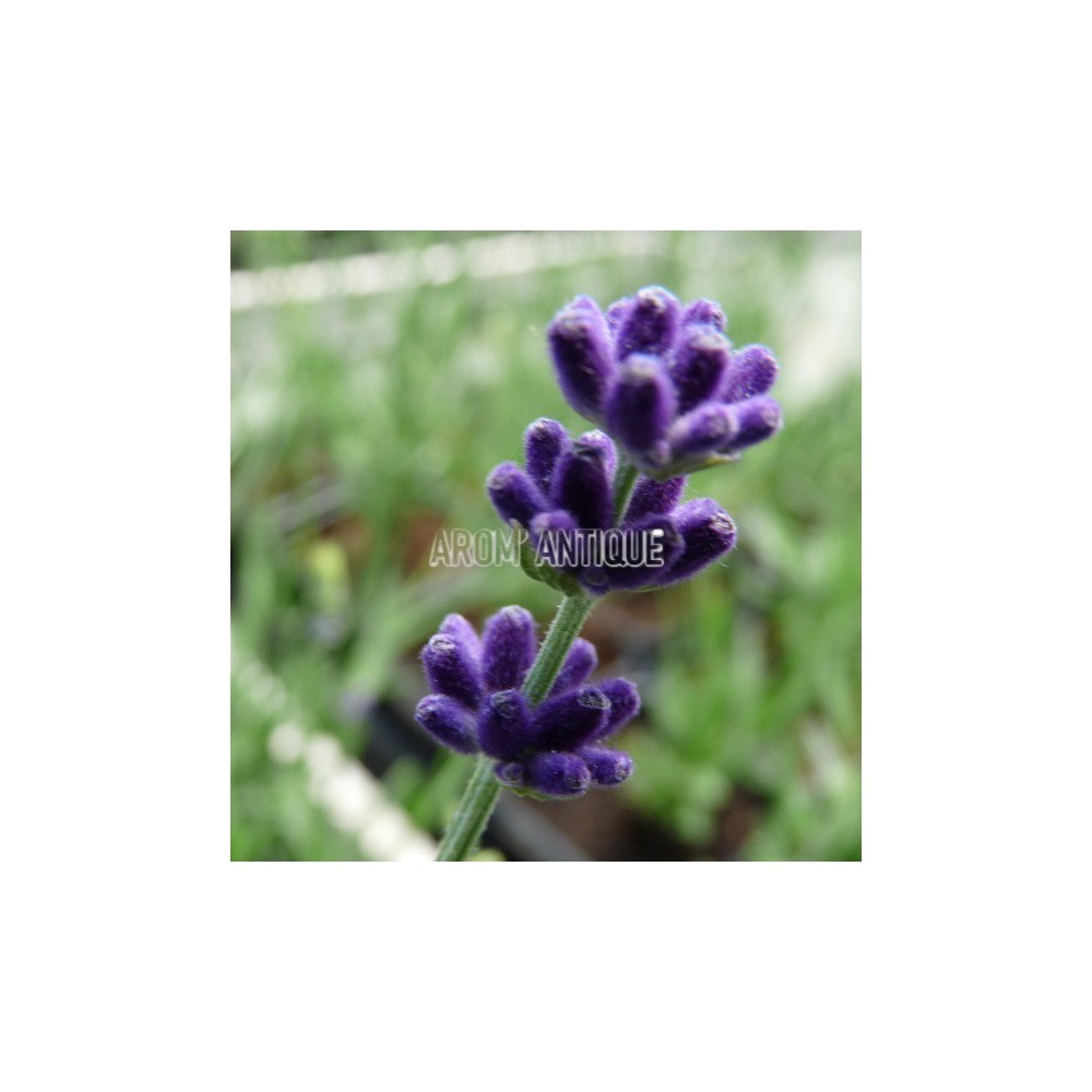 Lavande 'Hidcote', Lavandula angustifolia 'Hidcote', Arom'antique.