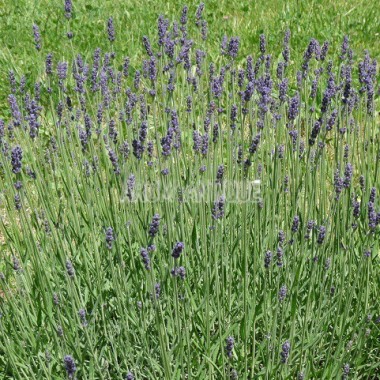 Lavande 'Hidcote', Lavandula angustifolia 'Hidcote', Arom'antique. 2