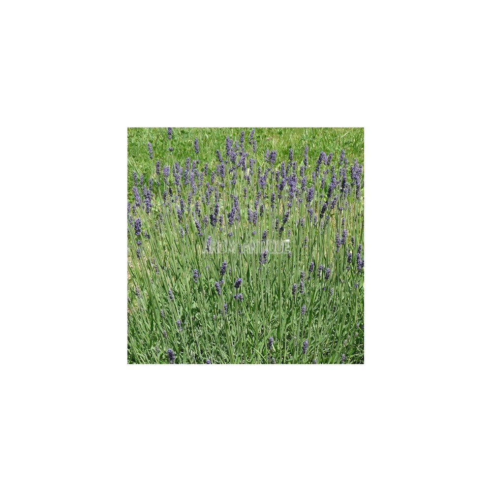 Lavande 'Hidcote', Lavandula angustifolia 'Hidcote', Arom'antique.