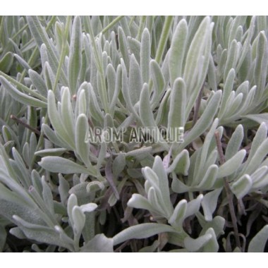 Lavande laineuse, lavandula lanata, Arom'antique 450 aromatiques bio.