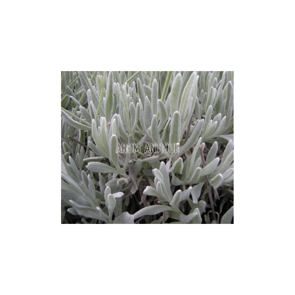 Lavande laineuse, lavandula lanata, Arom'antique 450 aromatiques bio.