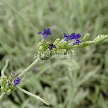 Lavande laineuse, lavandula lanata, Arom'antique 450 aromatiques bio. 2