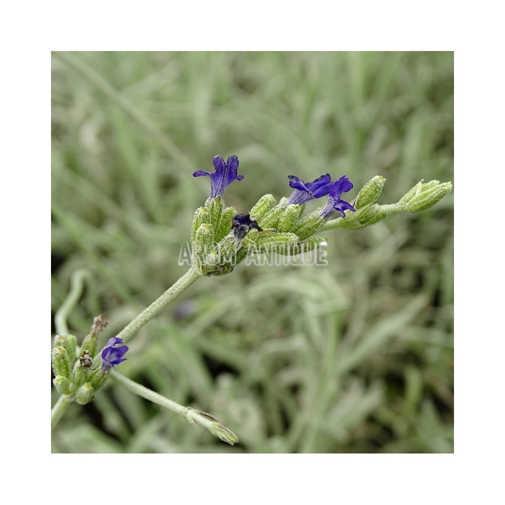 Lavande laineuse, lavandula lanata, Arom'antique 450 aromatiques bio.