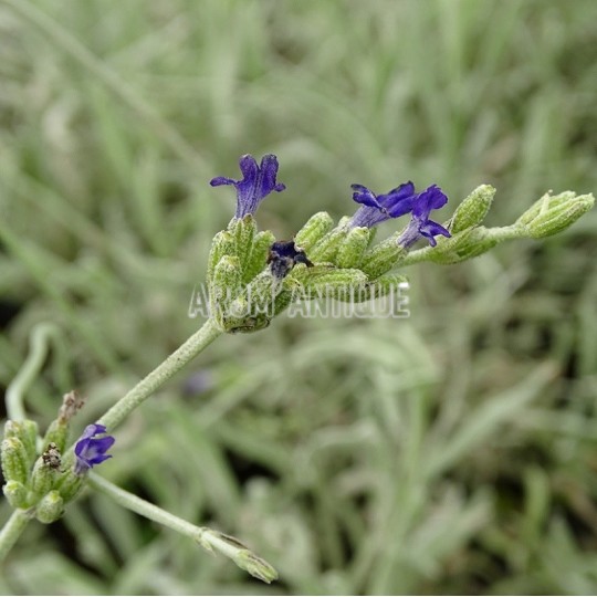 Lavande laineuse, lavandula lanata, Arom'antique 450 aromatiques bio.