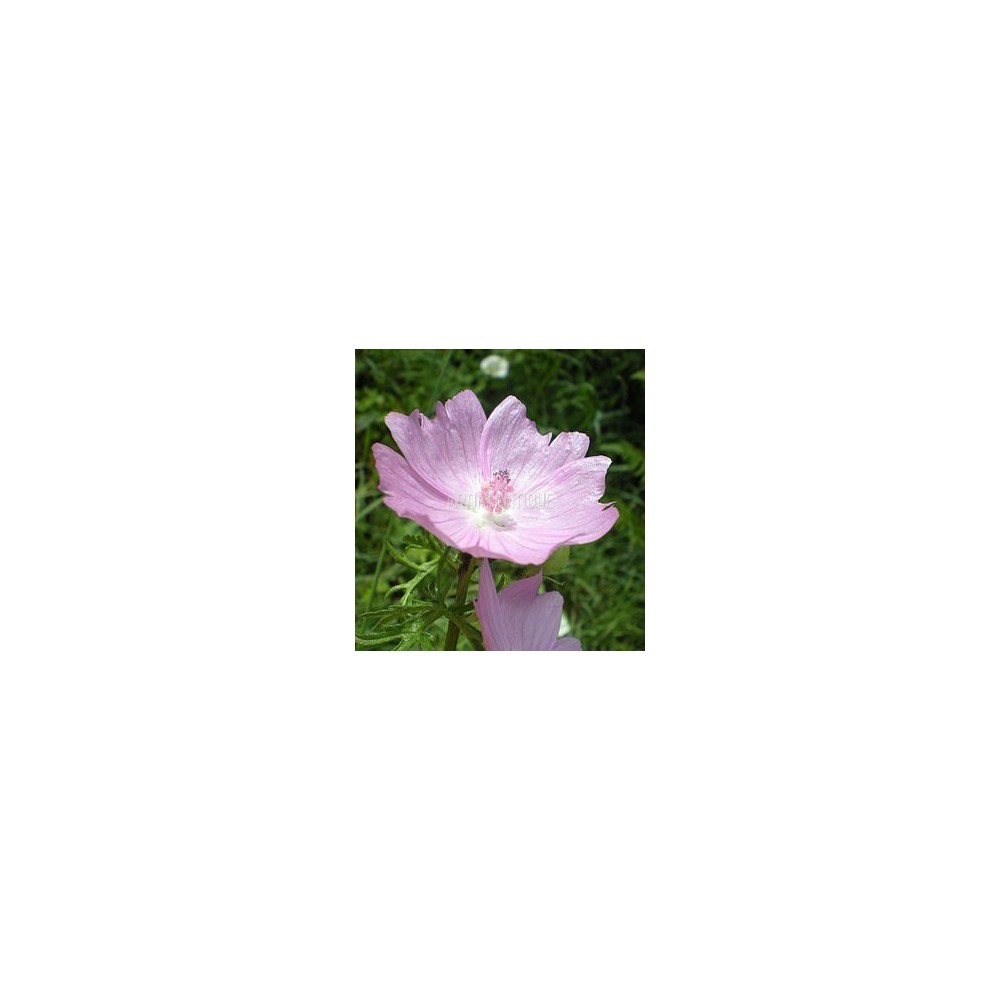 Mauve musquée, Malva moschata, Arom'antique, 450 aromatiques bio.