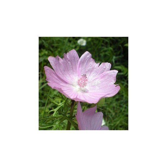 Mauve musquée, Malva moschata, Arom'antique, 450 aromatiques bio.