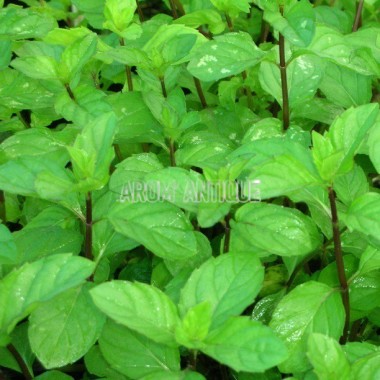 Menthe anis Bio