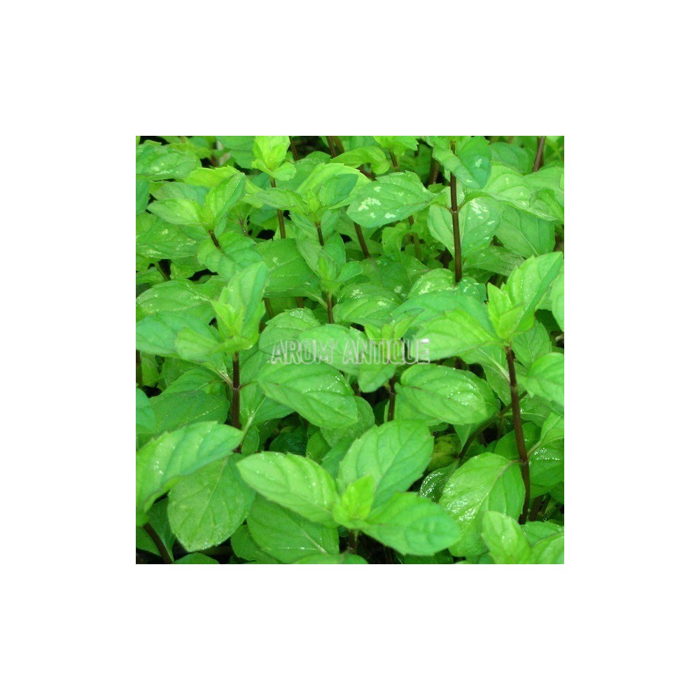 Menthe anis, Mentha 'Anis', Arom'antique, 450 plantes aromatiques bio.