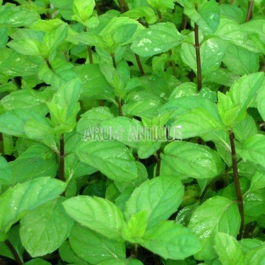 Menthe anis, Mentha 'Anis', Arom'antique, 450 plantes aromatiques bio.