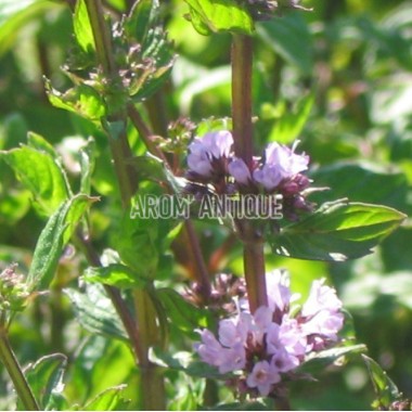 Menthe anis, Mentha 'Anis', Arom'antique, 450 plantes aromatiques bio. 2
