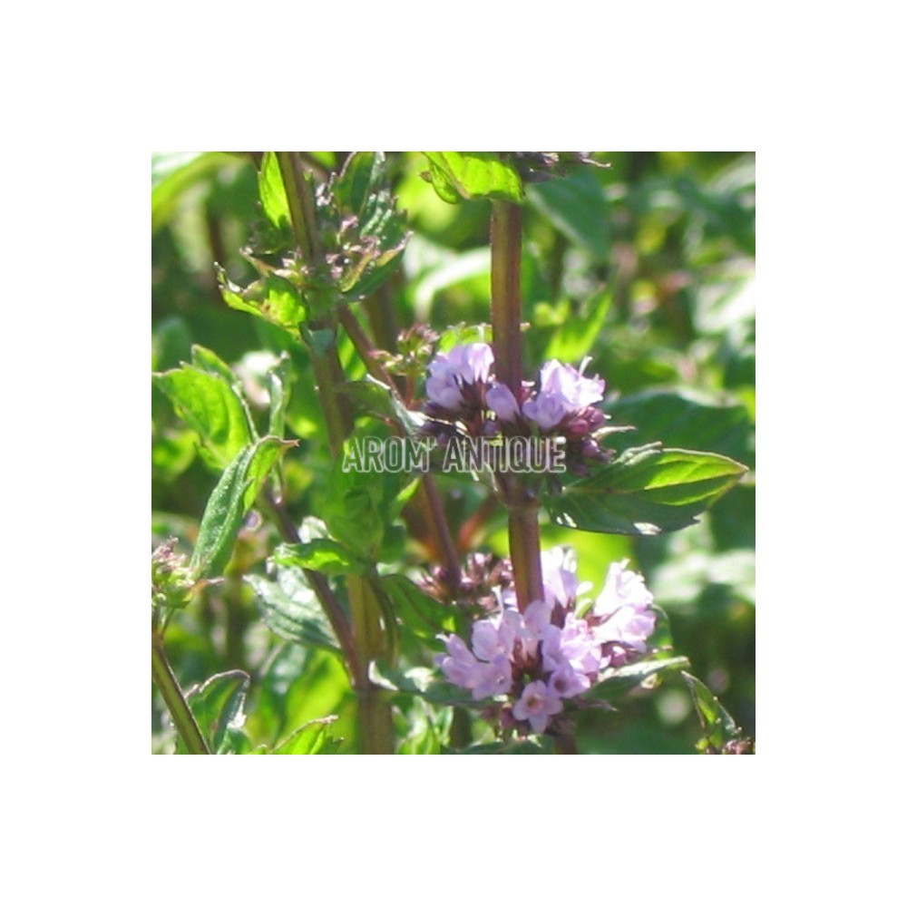 Menthe anis, Mentha 'Anis', Arom'antique, 450 plantes aromatiques bio.