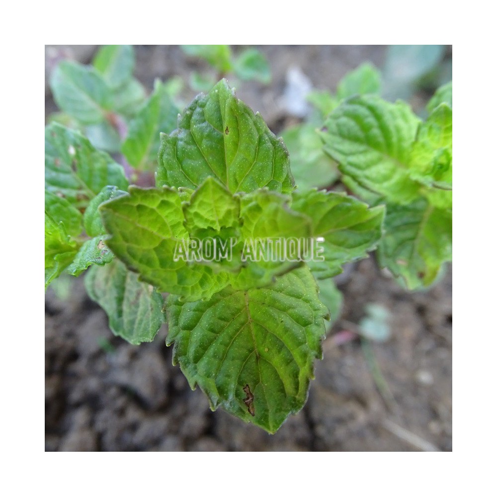 Menthe assis, Mentha 'Berries and Cream', collection de 50 menthes.