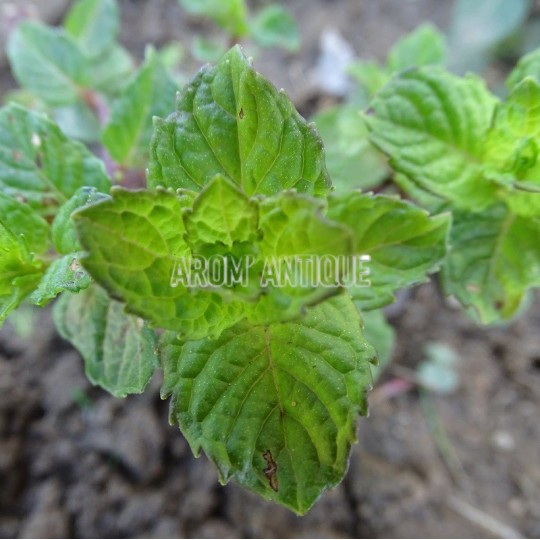Menthe assis, Mentha 'Berries and Cream', collection de 50 menthes.