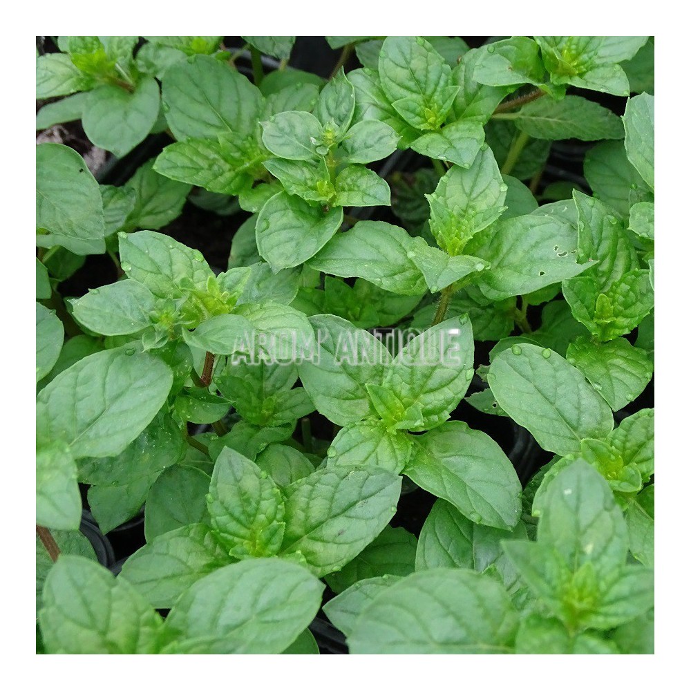 Menthe assis, Mentha 'Berries and Cream', collection de 50 menthes.