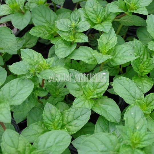 Menthe assis, Mentha 'Berries and Cream', collection de 50 menthes.