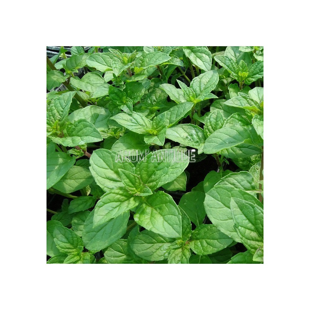 Menthe assis, Mentha 'Berries and Cream', collection de 50 menthes.